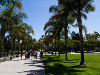 Palm Tree lined walkway at LMU