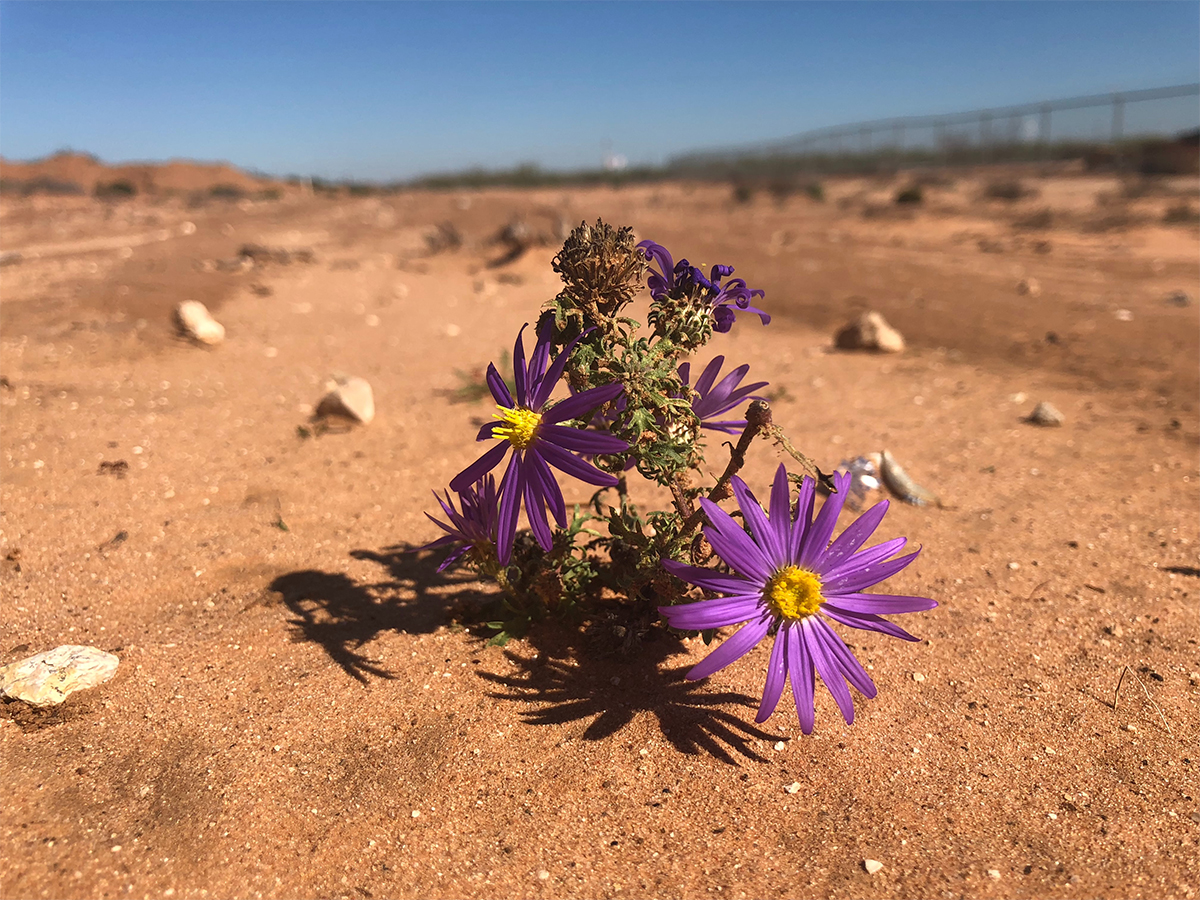 Image of a flower