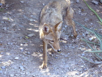 Coyote resting in Durango Mexico