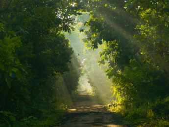 Morning view of shady country road with some ray of light penetrating through trees