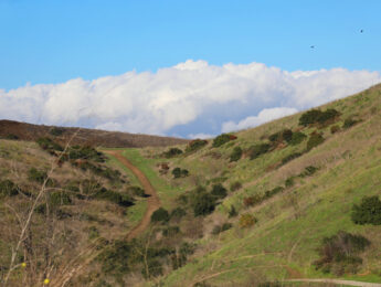 Dirt road path leading up towards a green grassy hilly crest with billowing clouds in background and a blue sky above in Ascot Hills Park of Los Angeles.