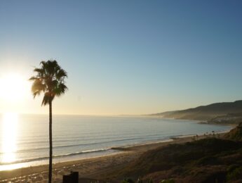 Pacific Palisades beach with palm tree