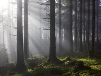 Spruce forest with sunbeams and fog