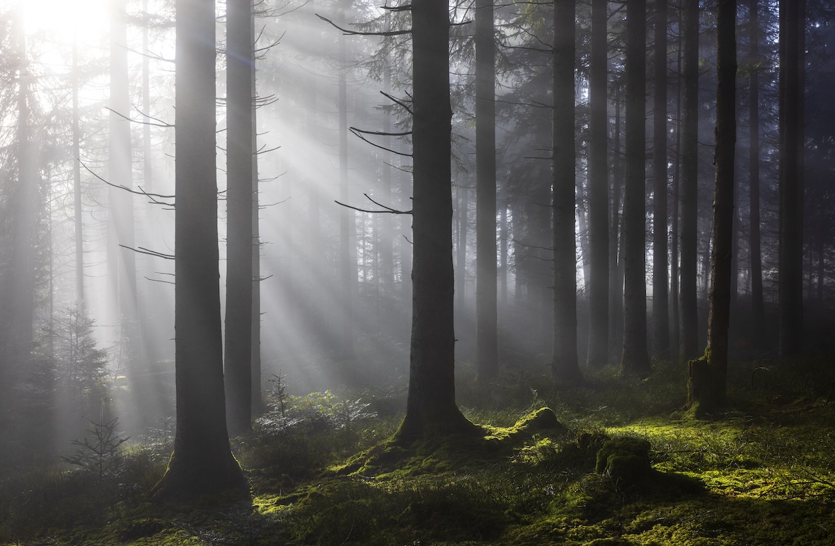 Spruce forest with sunbeams and fog