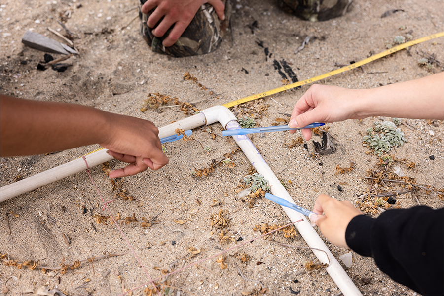 Close up of sand dunes on beach with student interns pointing to plants