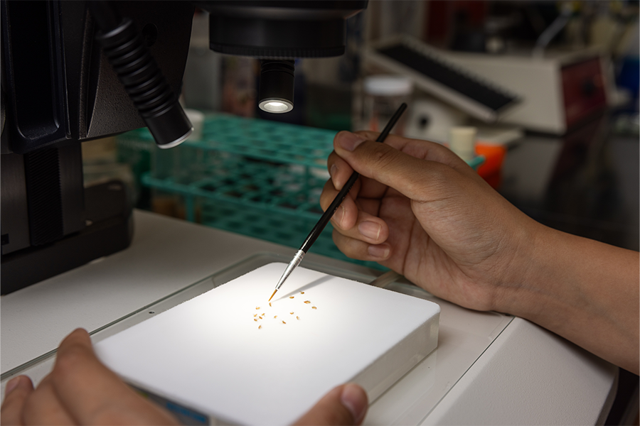 Fruit flies being studied in Professor Cory Evans lab