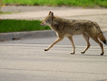 Urban wildlife a photograph of a coyote walking across a pave road in the suburbs in search for food