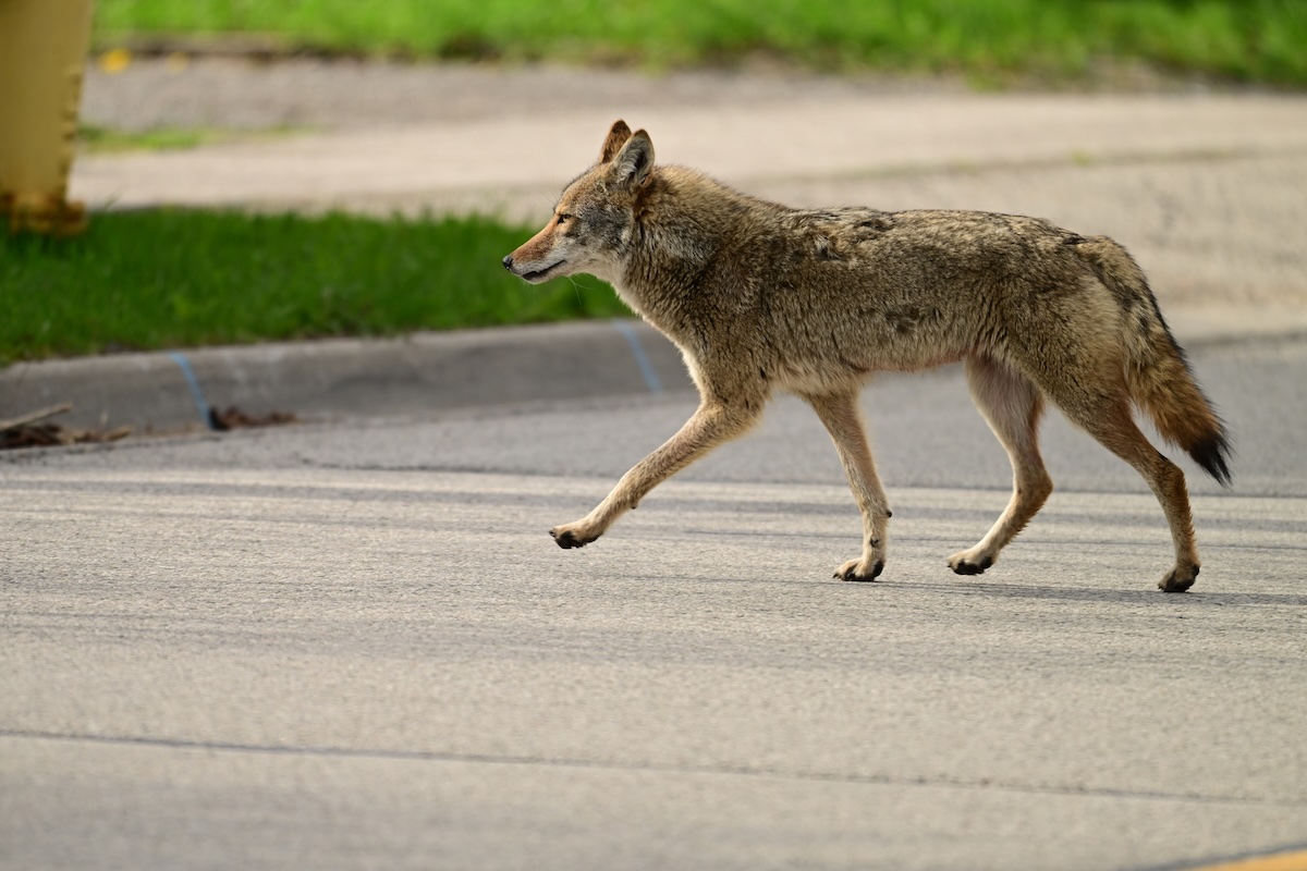 Urban wildlife a photograph of a coyote walking across a pave road in the suburbs in search for food