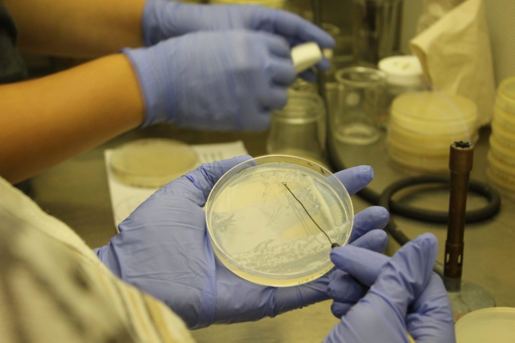 A student researcher swabs discrete colonies of bacteria in a petri dish