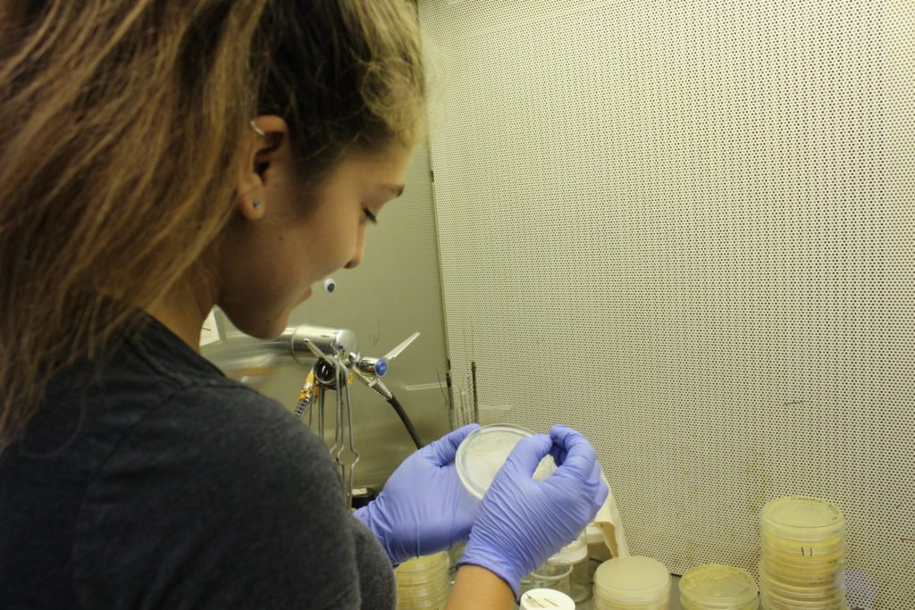 A student researcher isolating a strain of bacteria in a petri dish
