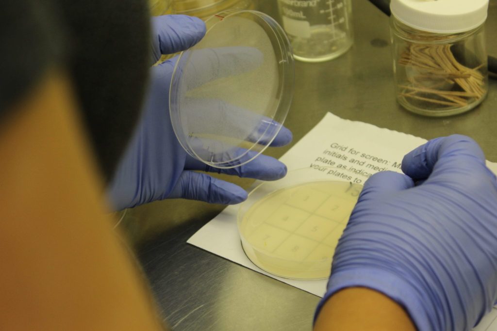 A student researcher opening a petri dish with gloves