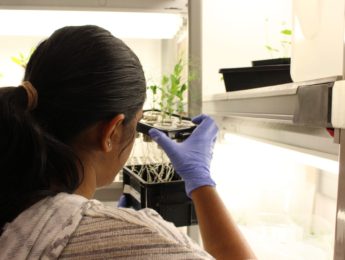A student researcher examining a plant