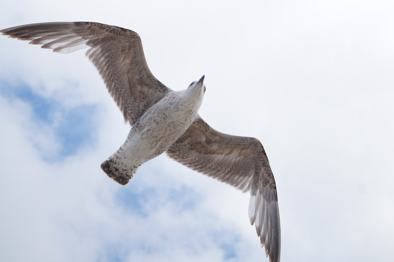 Great Black-backed Gull in flight.