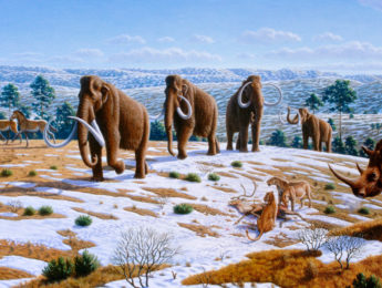 Pleistocene megafauna