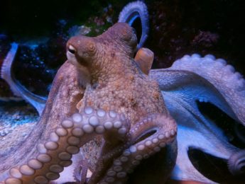 A very large octopus.