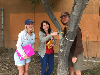 Three students studying aspects of a tree on campus
