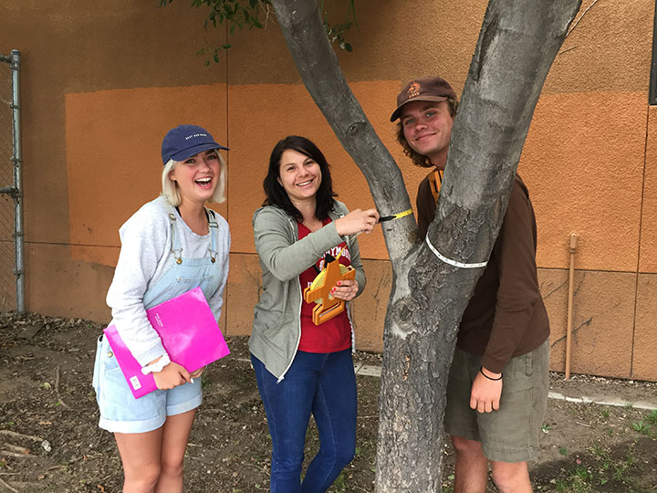 Three students studying aspects of a tree on campus