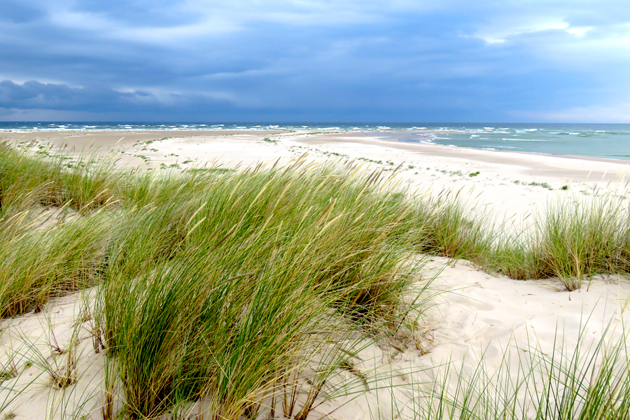 Native plants growing on a coastal sand dune
