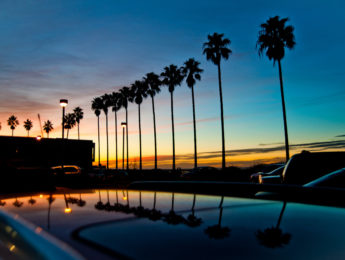 LMU campus with silhouettes of palm trees