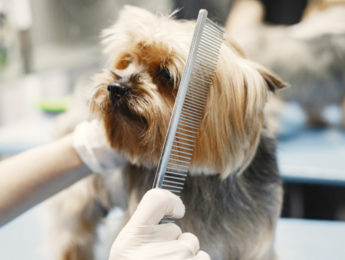 dog being groomed