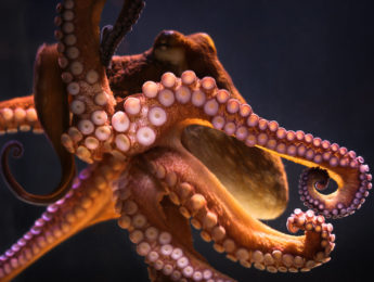 octopus with black background