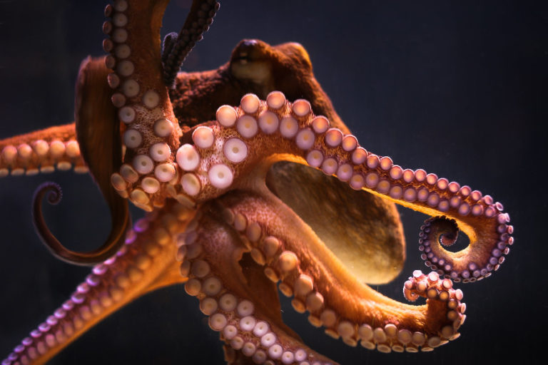 Science Cafe: The Octopus