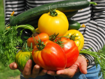Person holding heirloom tomatoes