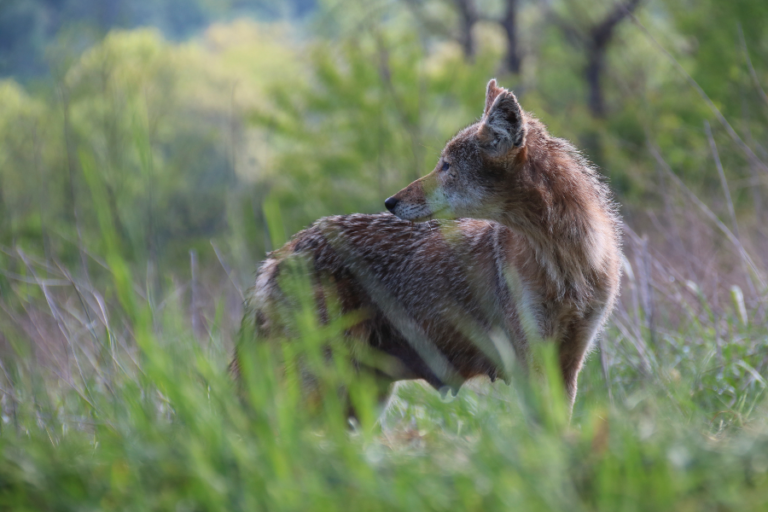 Early Morning Coyote Sightings in Lower Crest, Baldwin Hills