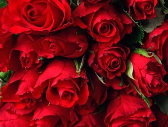 Valentine's flowers, red roses