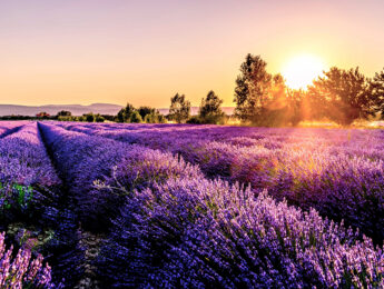 Field of Lavenders and Sunset