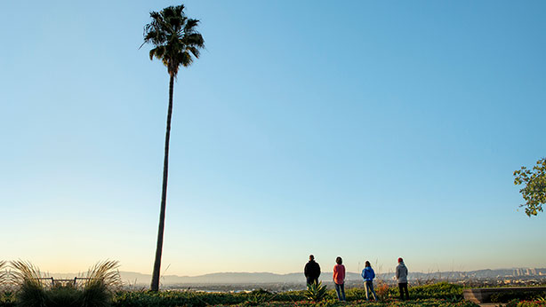 Several students standing next to a palm tree looking out from the bluff at sunset with the mountains in the distance