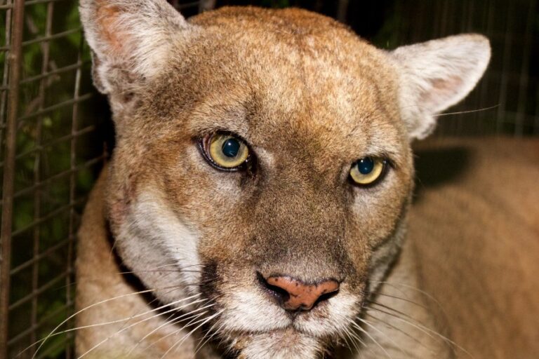 The Life and Legacy of Celebrity Mountain Lion P-22