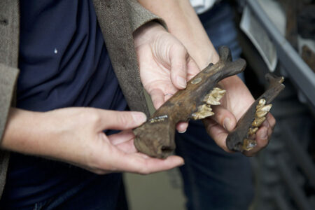 Jaw bones of a saber-toothed cat and dire wolf excavated from La Brea Tar Pits.