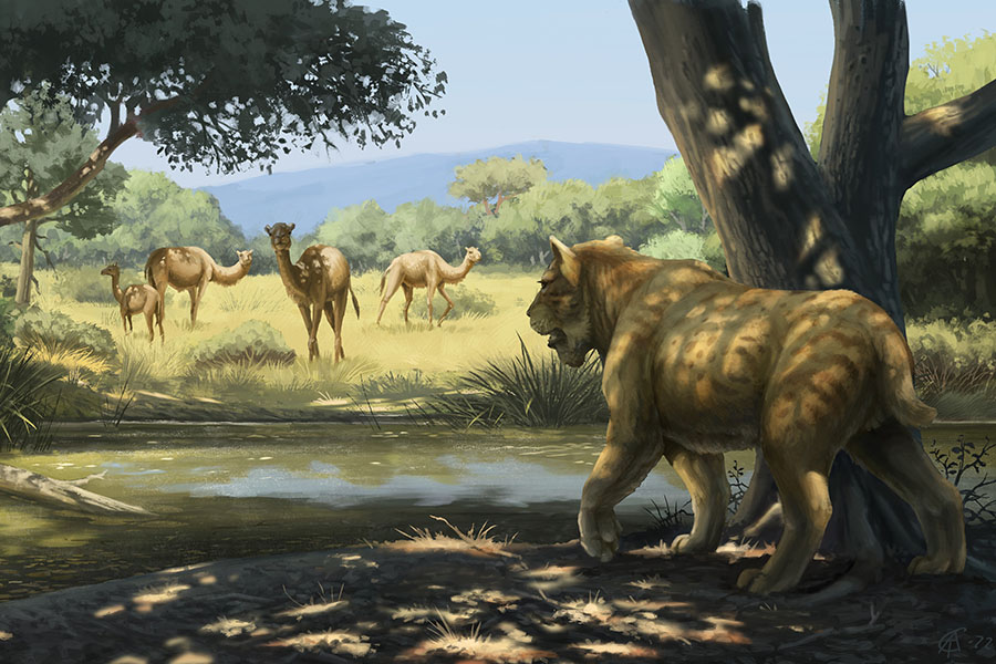 Illustration of a saber-toothed cat stalking camels.